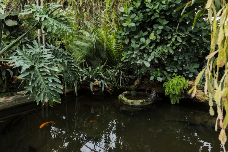 kolam mini di rumah