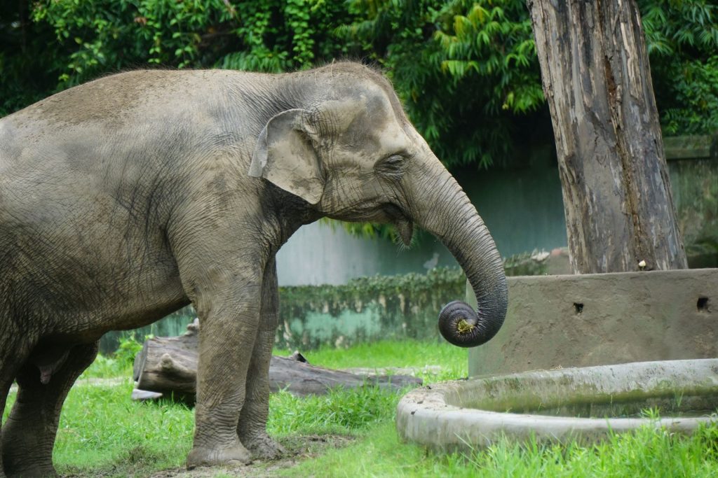 Gajah