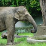 Gajah
