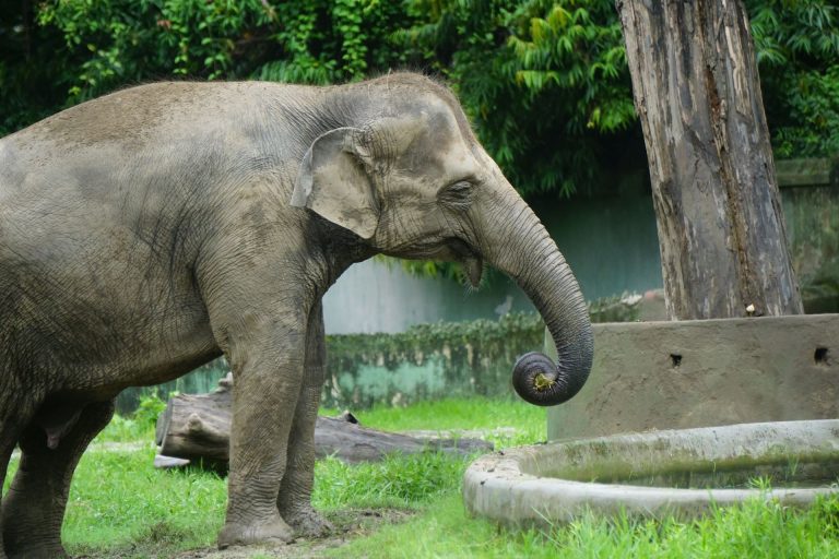 Gajah
